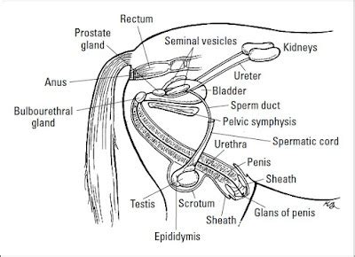 horse cock facts|The horses reproductive system